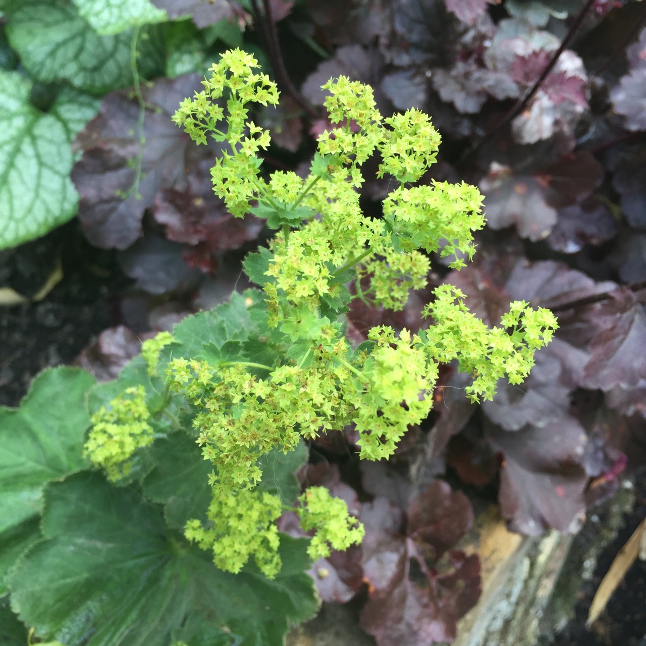 Alchemilla mollis 'Thriller'