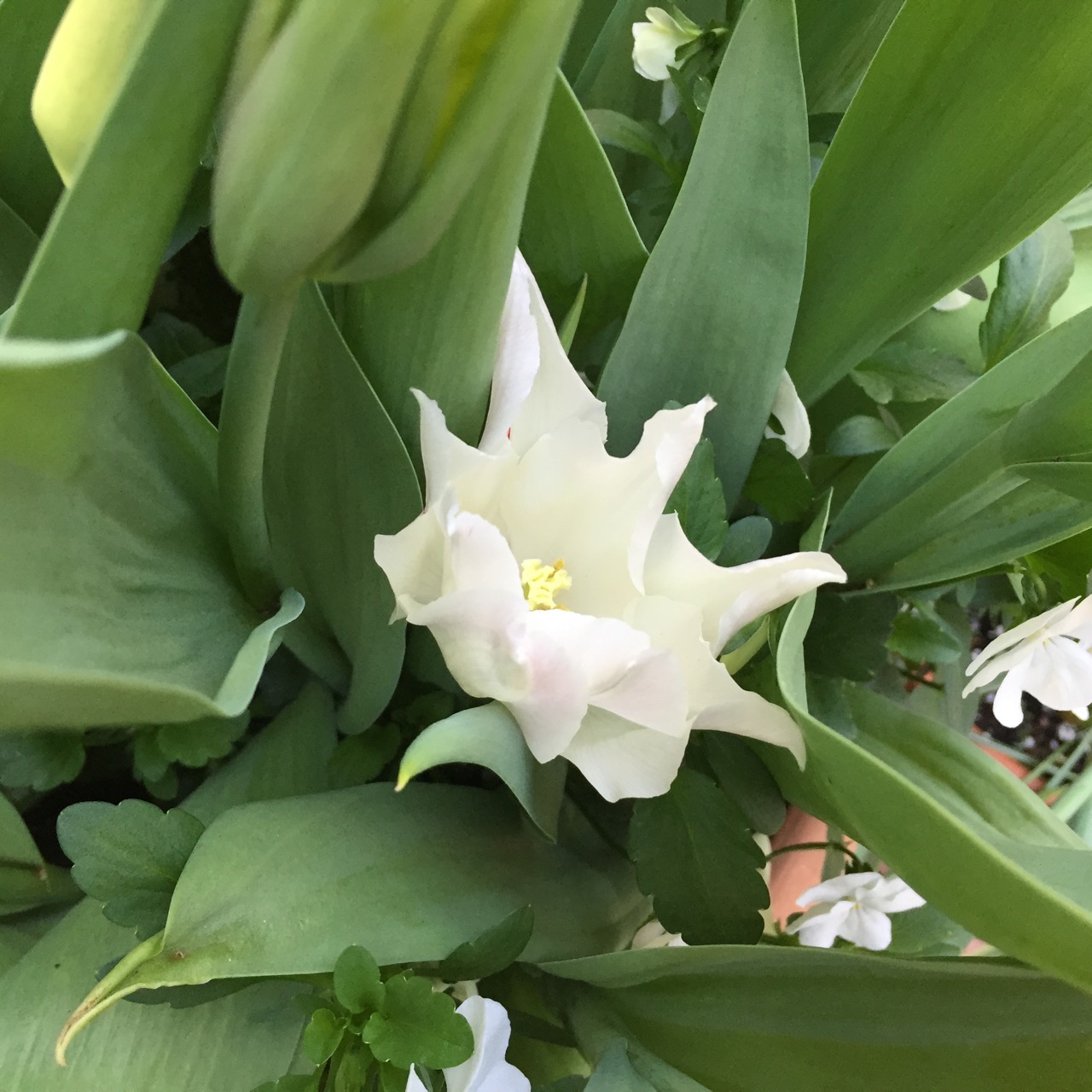 Tulipa 'White Triumphator'