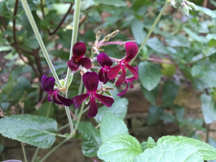 Pelargonium sidoides