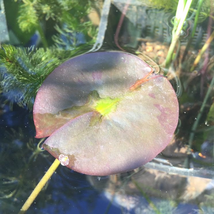 Nymphaea 'Laydekeri Fulgens' (H)