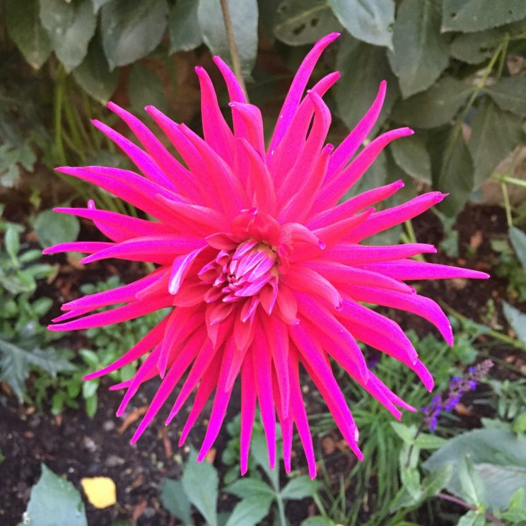 Dahlia 'Hillcrest Royal'