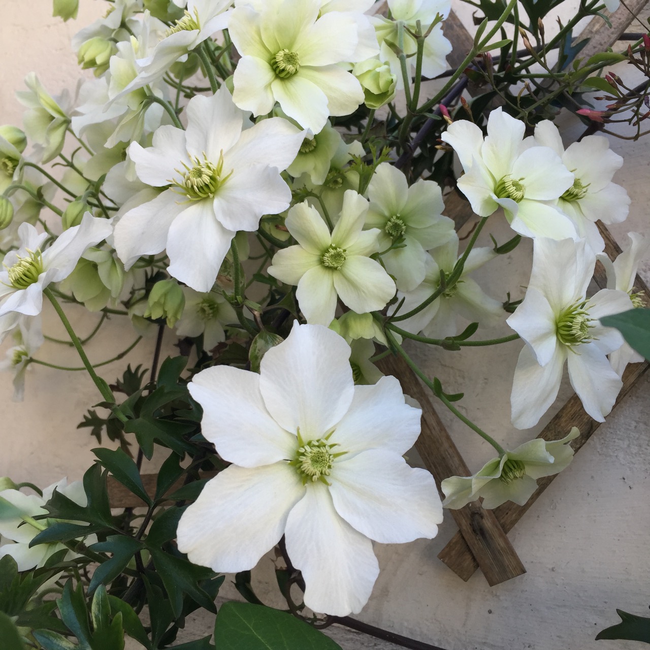 Clematis cartmanii 'Avalanche'