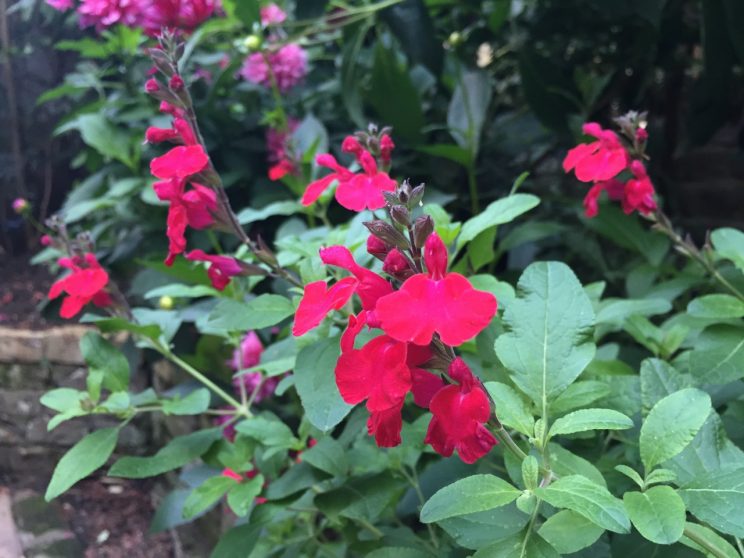 Salvia microphylla 'Cerro Potosi'