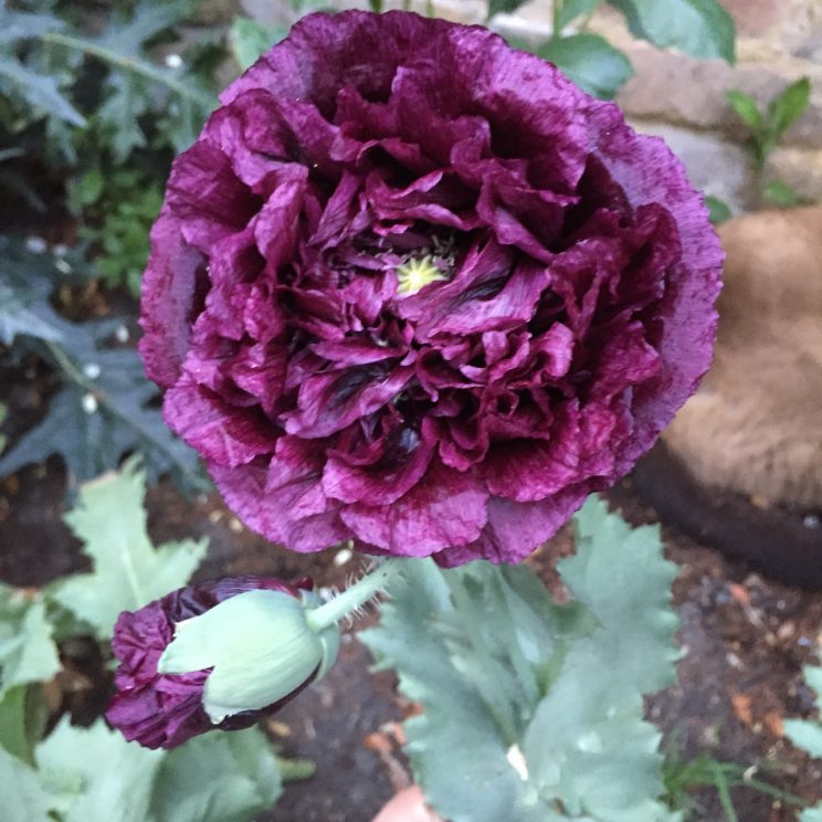 Papaver somniferum 'Black Single'