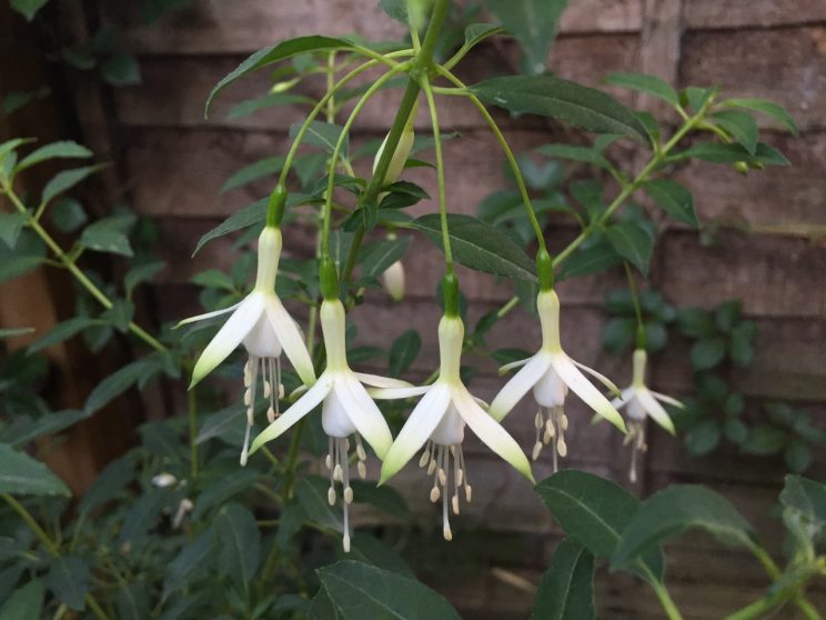 Fuchsia magellanica 'Hawkshead'