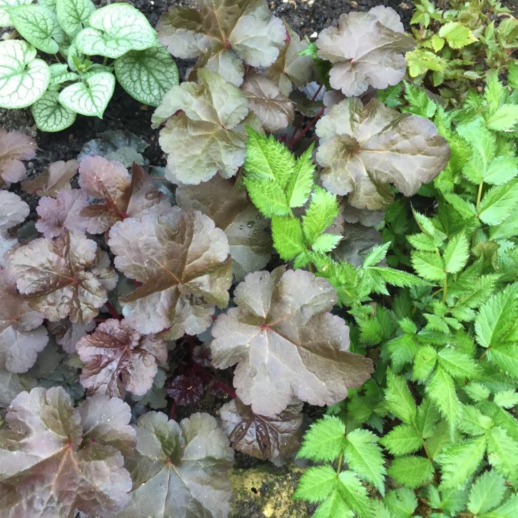 Heuchera 'Licorice'