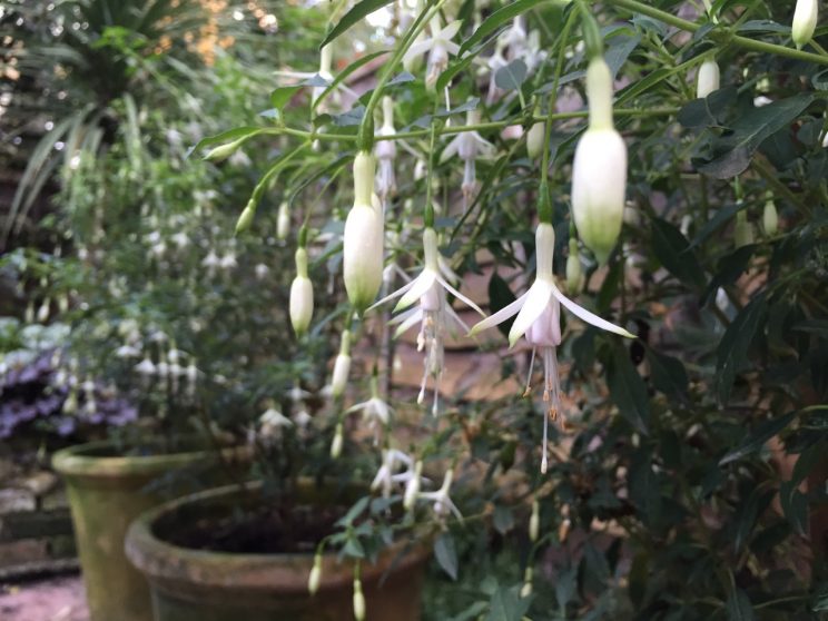 Fuchsia magellanica 'Hawkshead'