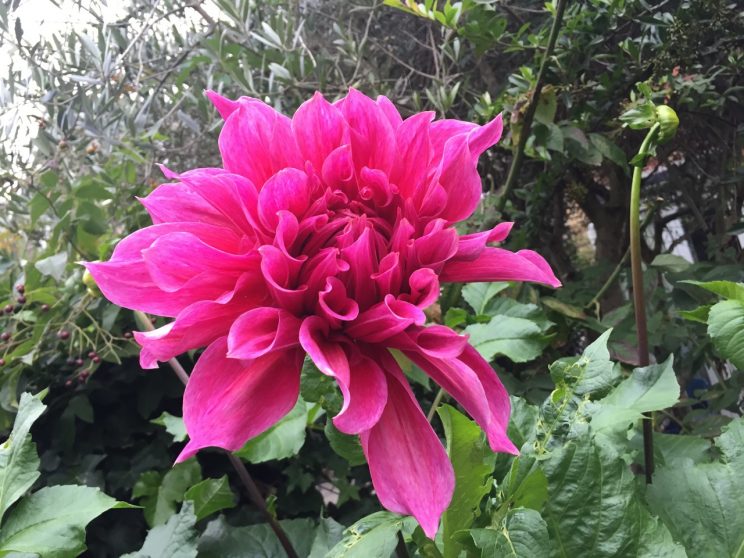 Dahlia 'Emory Paul'