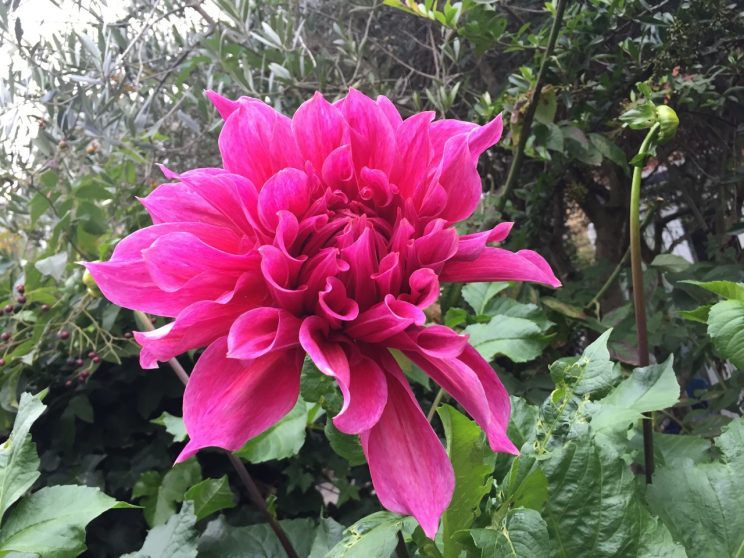 Dahlia 'Emory Paul'