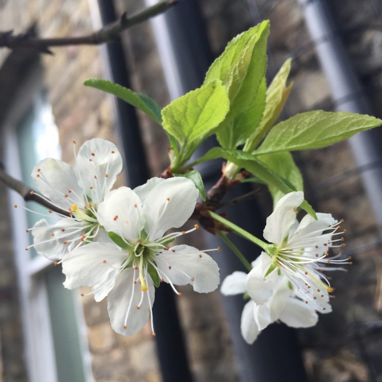 Prunus domestica 