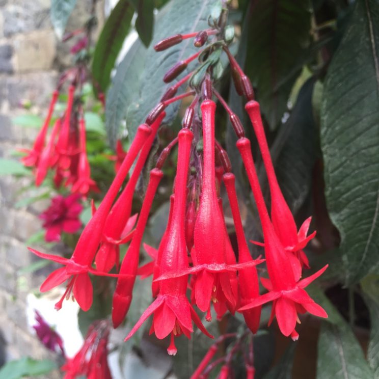 Fuchsia triphylla 'Mary'