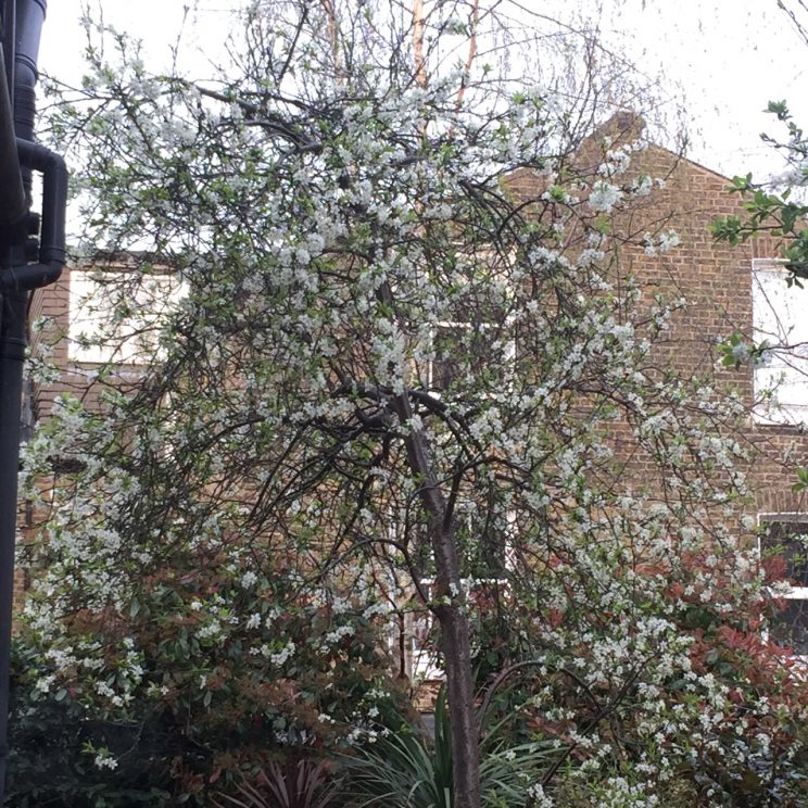 Prunus domestica