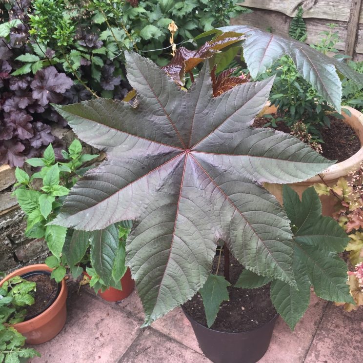 Ricinus communis 'Carmenchita'