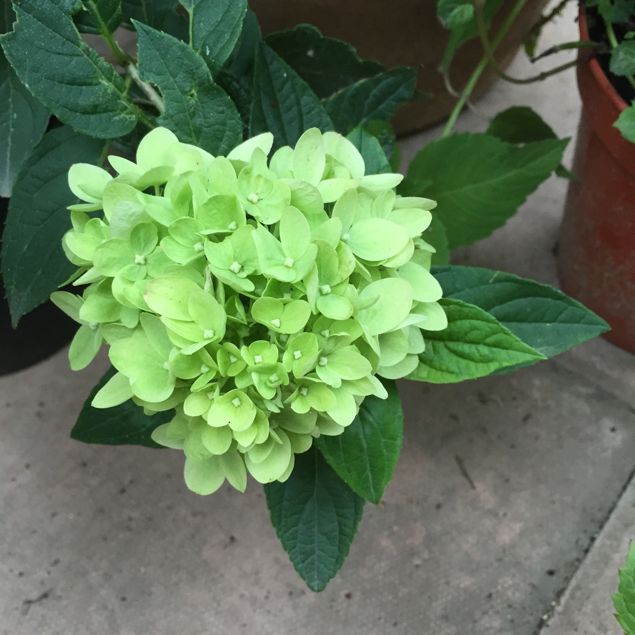 Hydrangea macrophylla 'Little Lime'