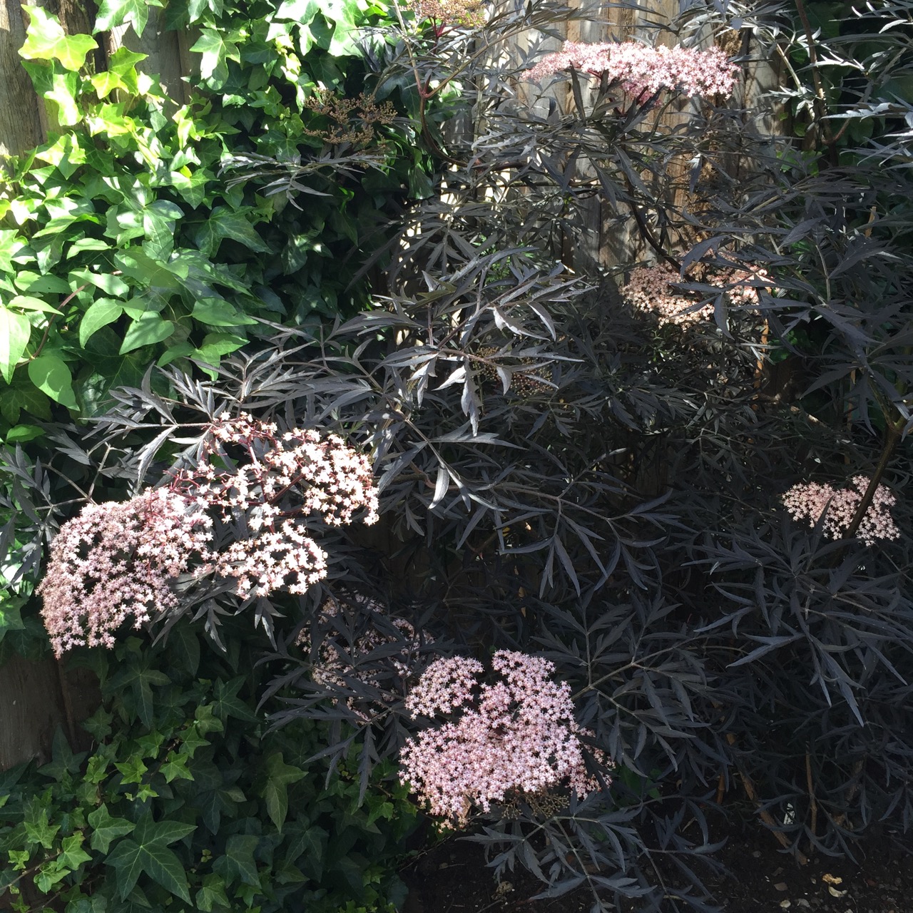 Sambucus niger f. porphyrophylla ‘Eva’ (Black Lace)