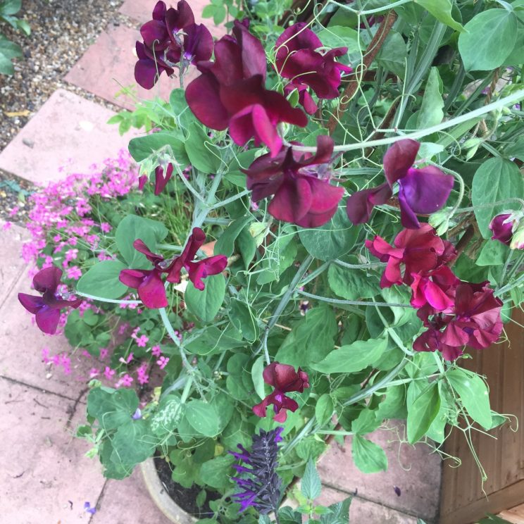 Lathyrus odoratus 'Beaujolais' and 'Solway Velvet'