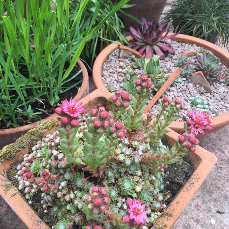 Sempervivum arachnoideum