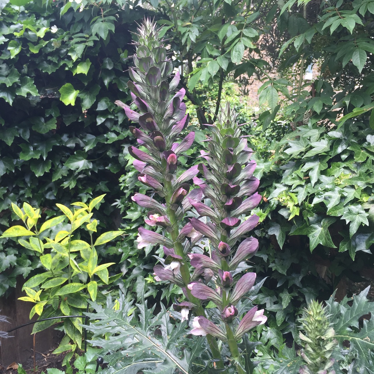 Acanthus spinosus