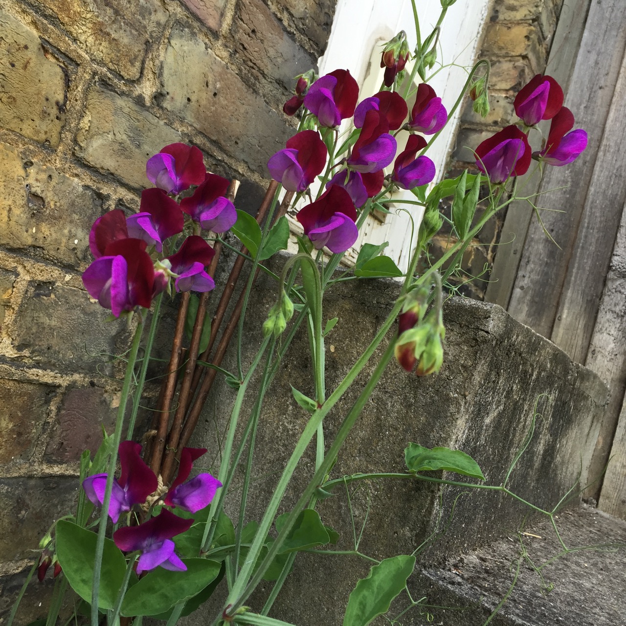 Lathyrus odoratus 'Cupani'