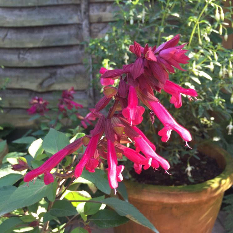 Salvia 'Wendy's Wish'