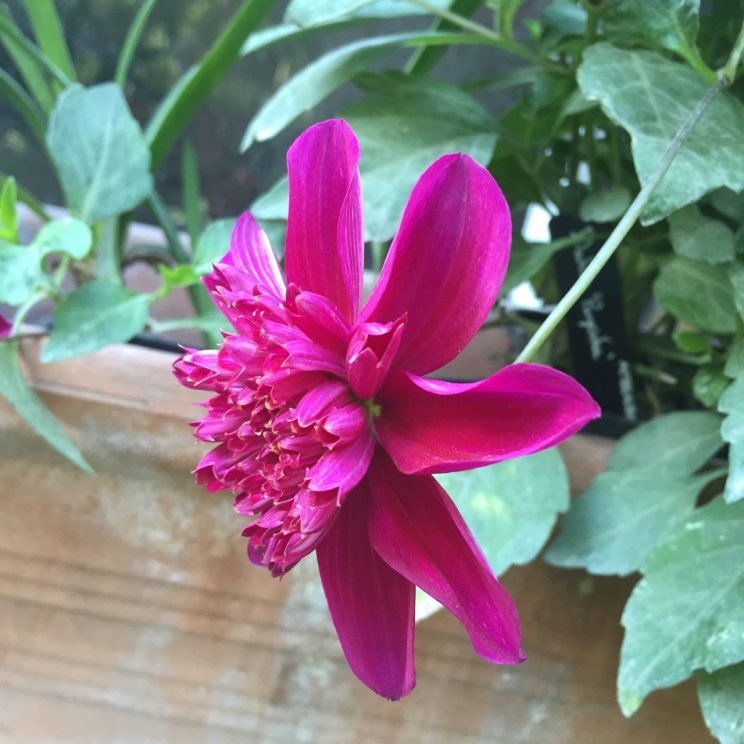 Dahlia 'Purpinka'