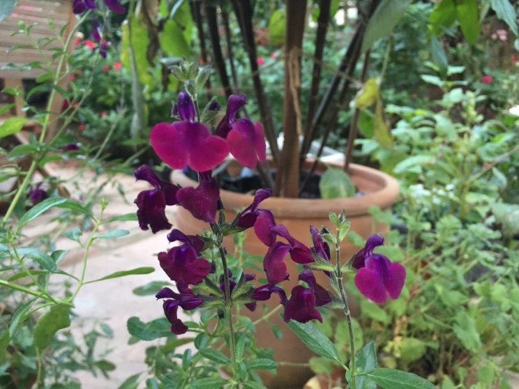 Salvia x jamensis 'Nachtvlinder'