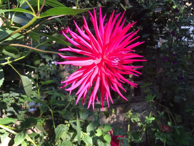 Dahlia 'Hillcrest Royal'