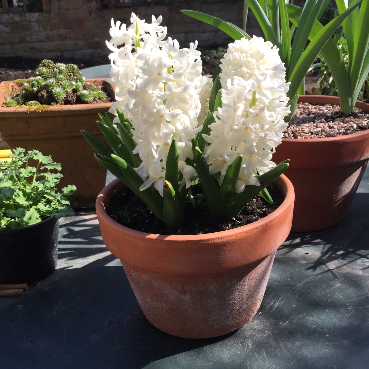 Hyacinthus orientalis 'White Pearl'