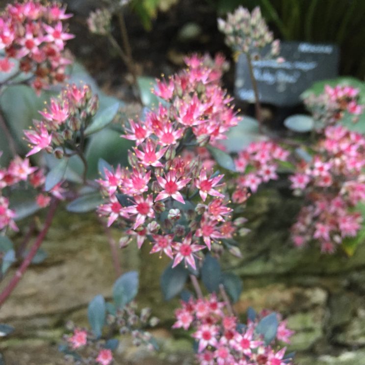 Sedum 'Bertram Anderson'