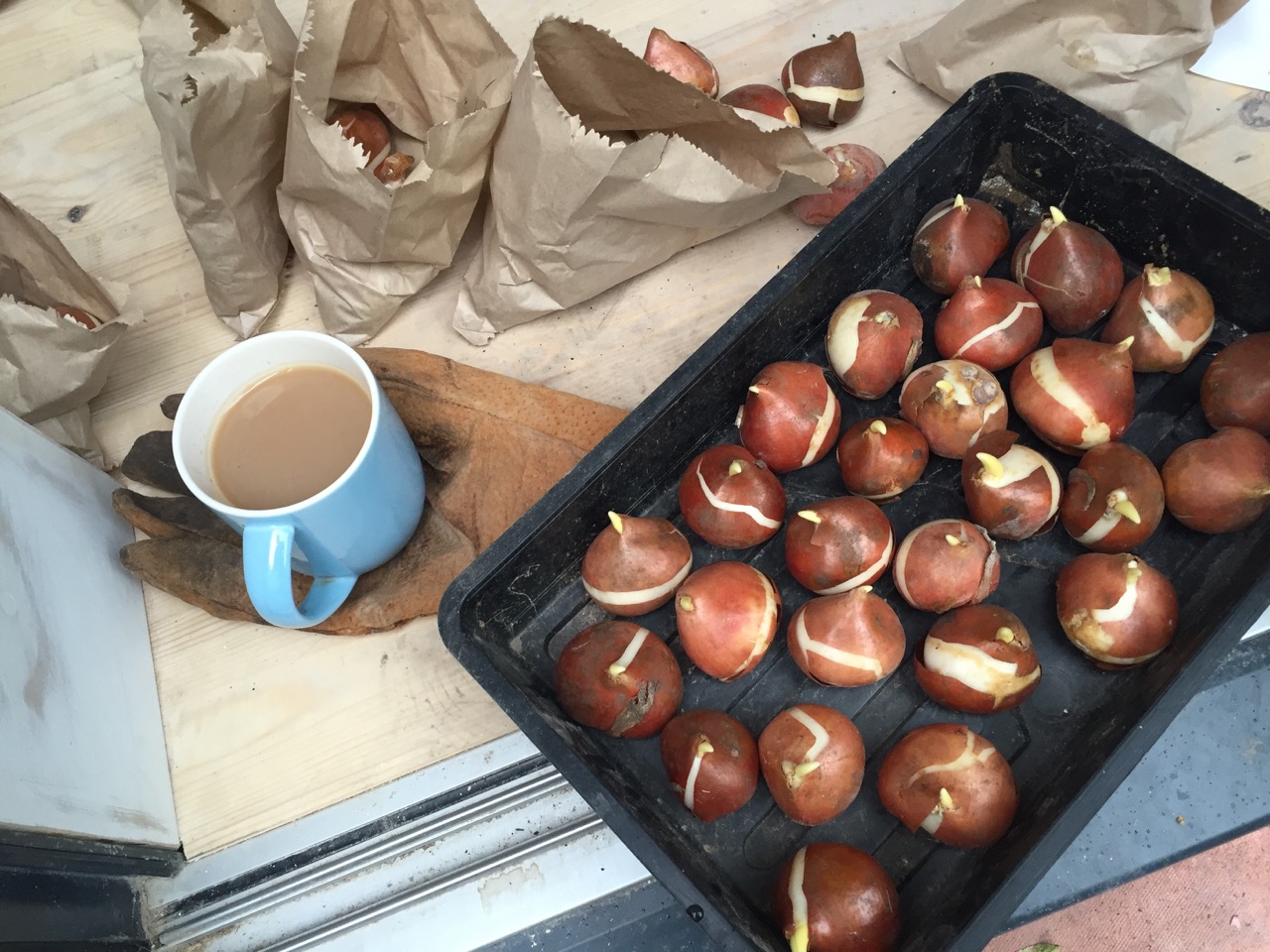 tulip-bulb-planting - 1