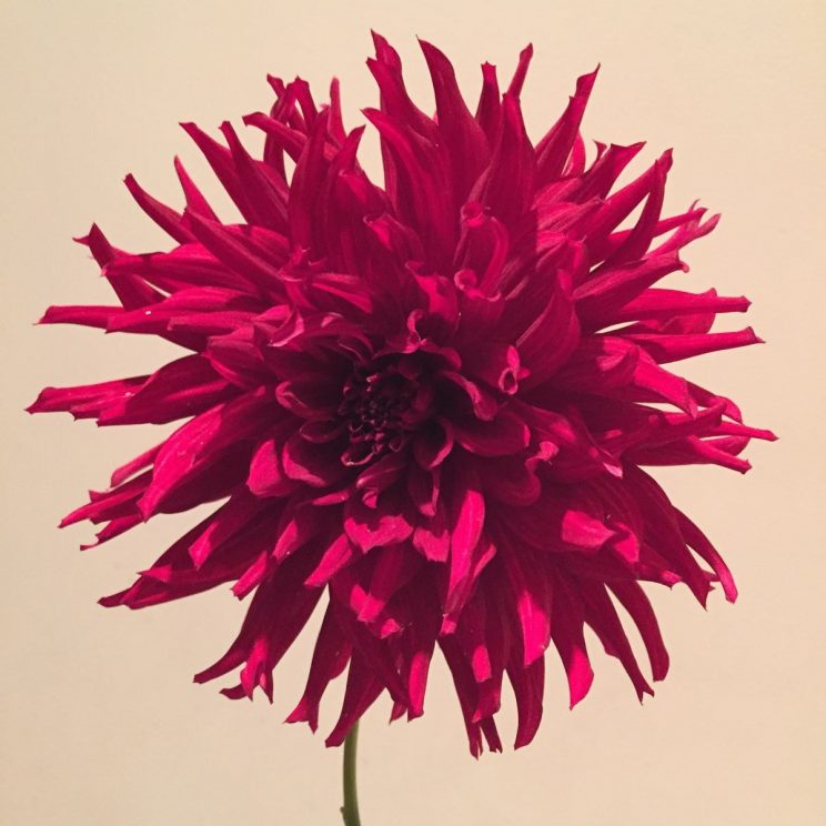 Dahlia 'Kenora Macop B'