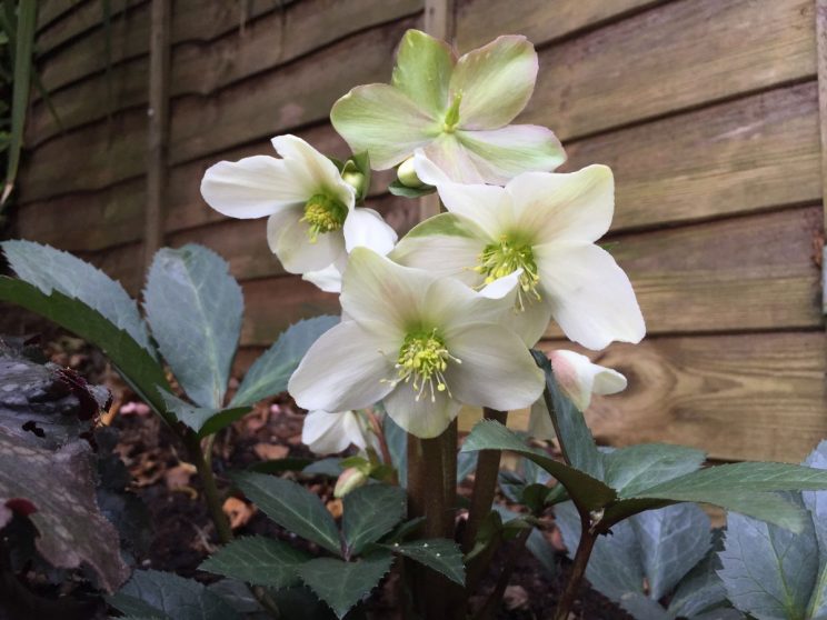 Helleborus x nigercors 'White Beauty'