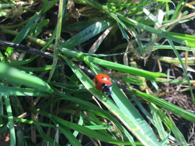 December ladybird anyone? Incredibly mild weather.