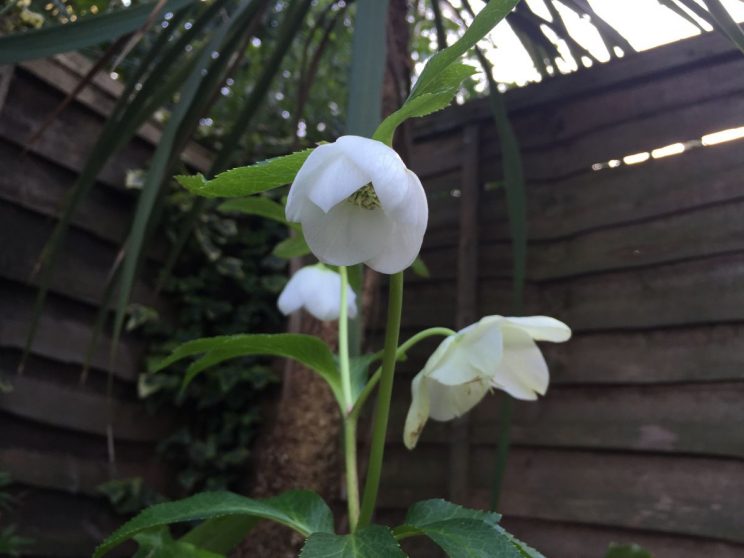 Helleborus x hybridus 'Single Pure White'