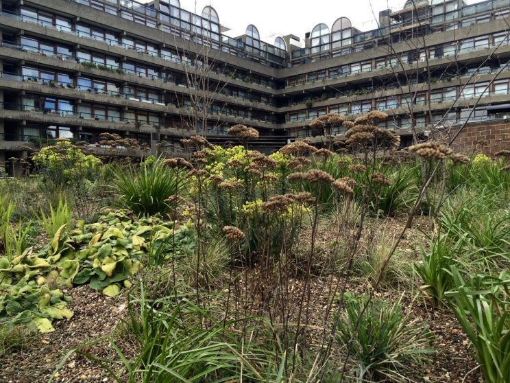 Barbican meadow planting