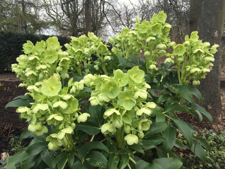 Helleborus angustifolia