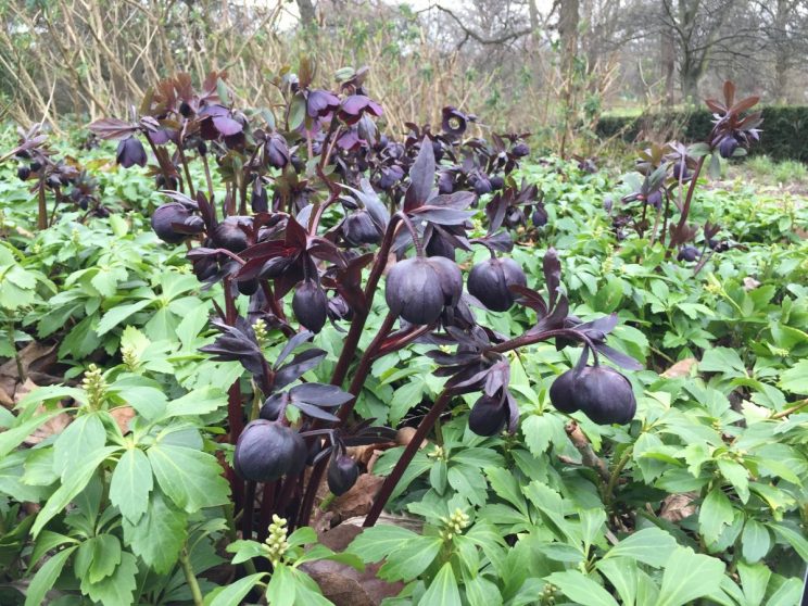 Helleborus x orientalis above Pachysandra terminalis