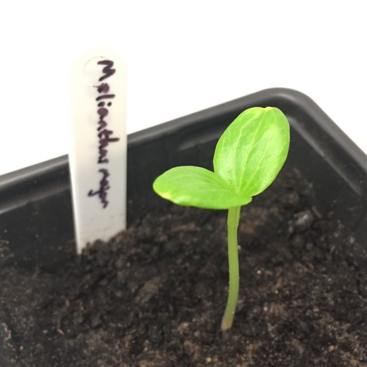 Melianthus major seedling