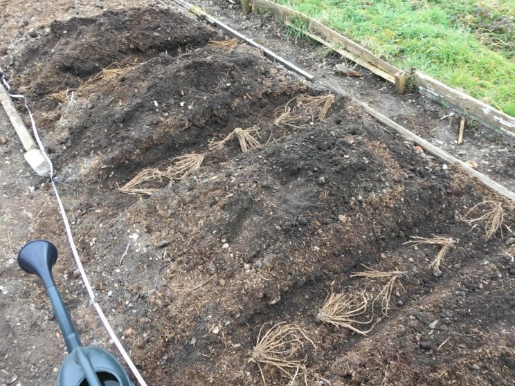 Allotment asparagus bed