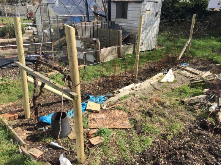 New allotment raspberry supports