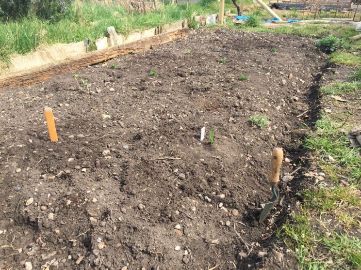 Prairie planting on allotment