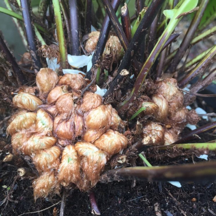 Asplenium scolopendrium crown