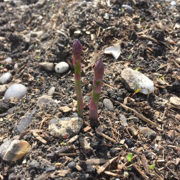 Asparagus shoots on allotment