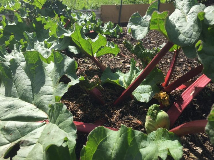 Rhubarb on allotment