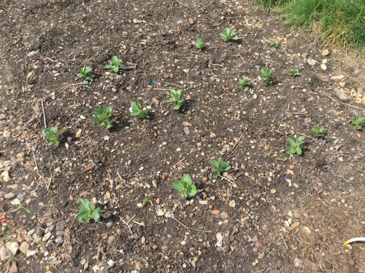 Broadbeans 'Aquadulce' shoots on allotment