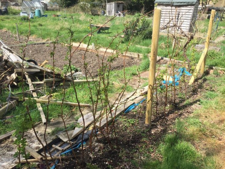 Raspberry supports allotment 