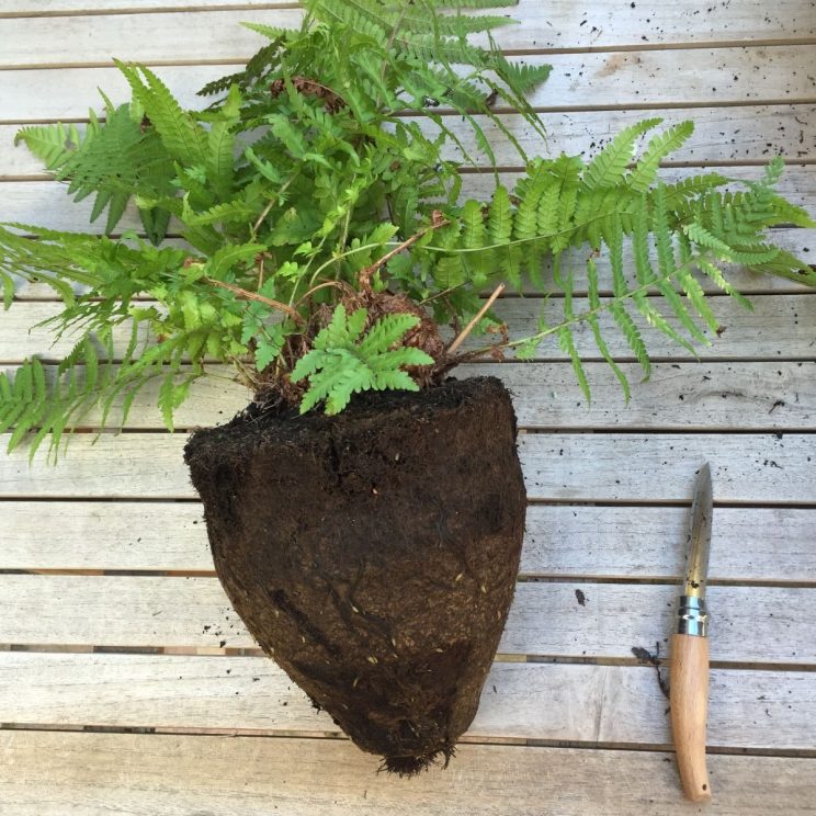 Dividing fern Dryopteris filix-mas