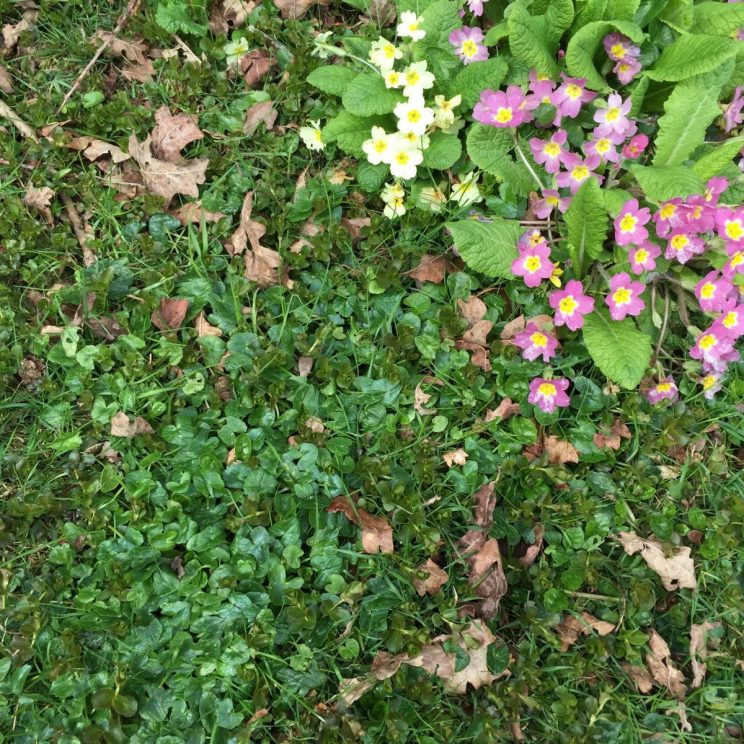 Primula vulgaris at Rousham