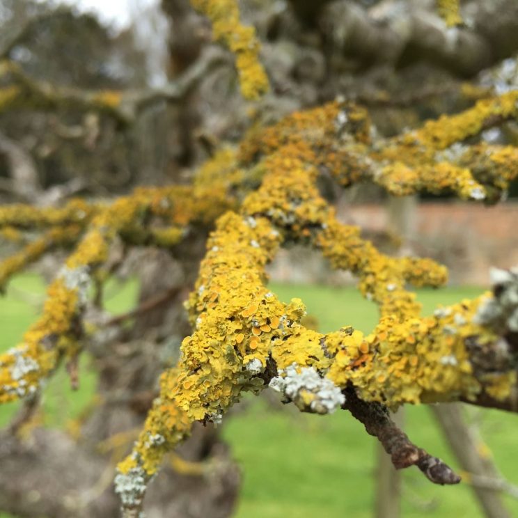 Rousham lichen