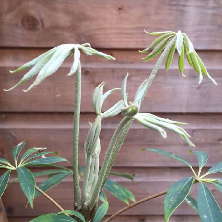 Jack Wallington, Littlebury Road, Schefflera taiwaniana